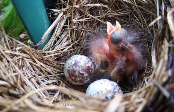Hatched song sparrow chicks