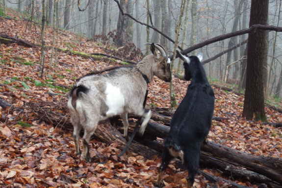 How to tell if your goat is in heat