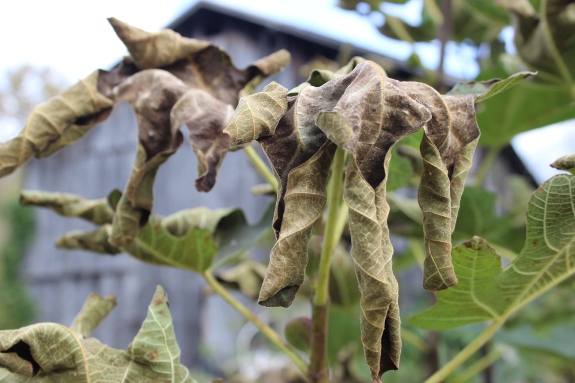 Fig leaf curl