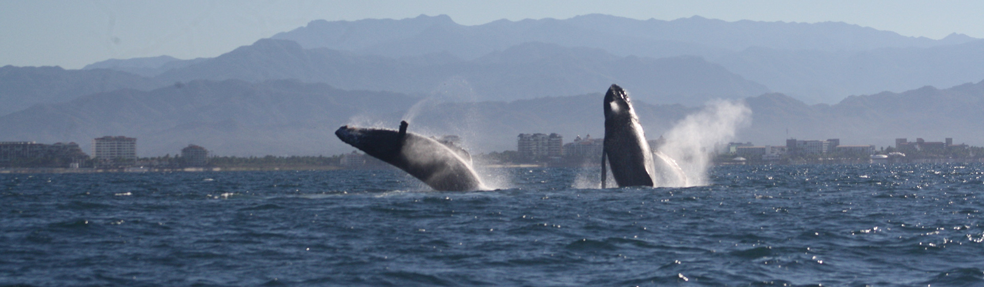 Whale watching in Puerto Vallarta Vallarta Natours