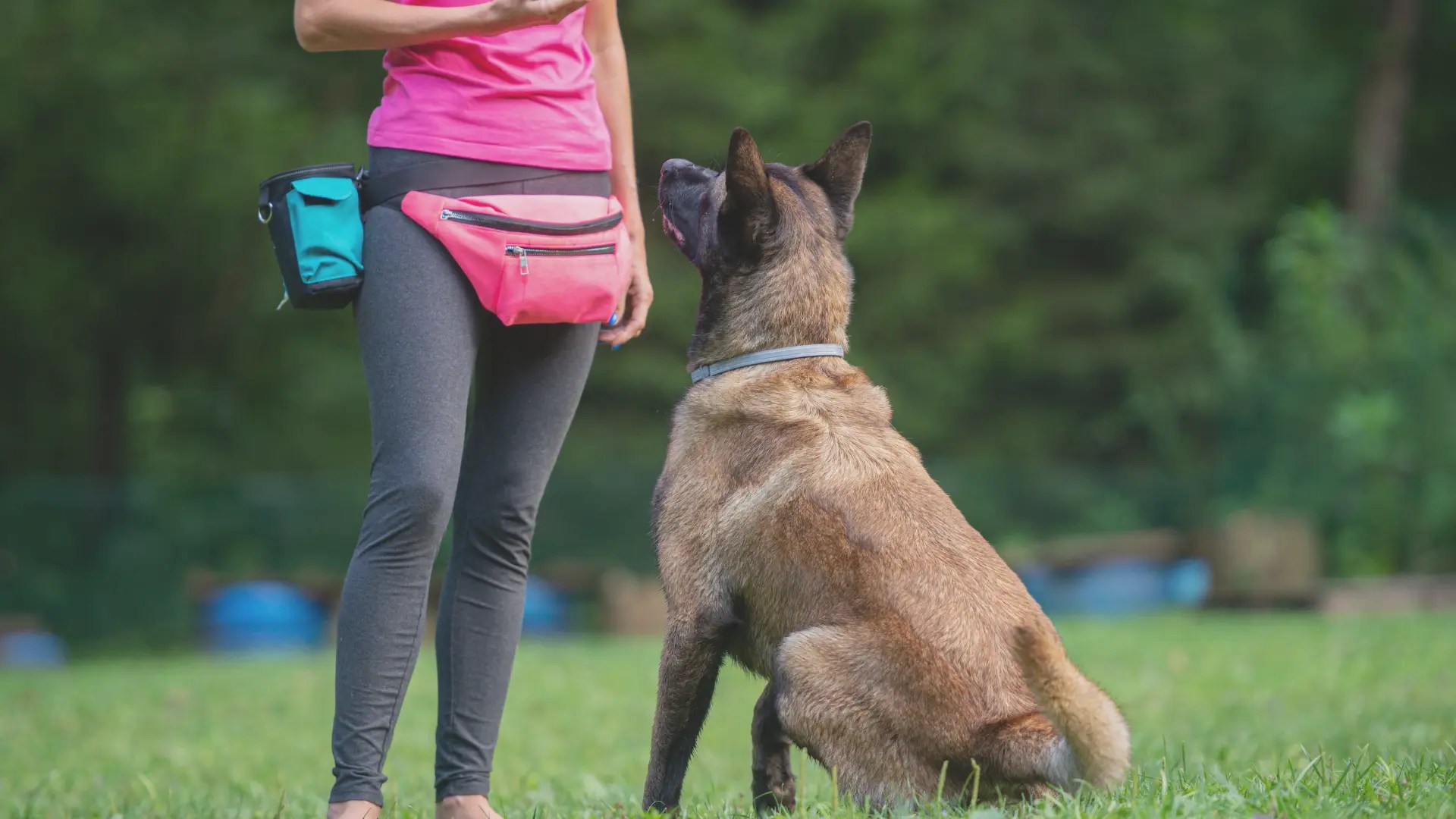 How to a Certified Dog Trainer in Austin, TX