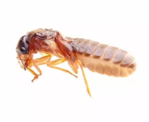 Termite Control Termite Inspection Termite Extermination Termite