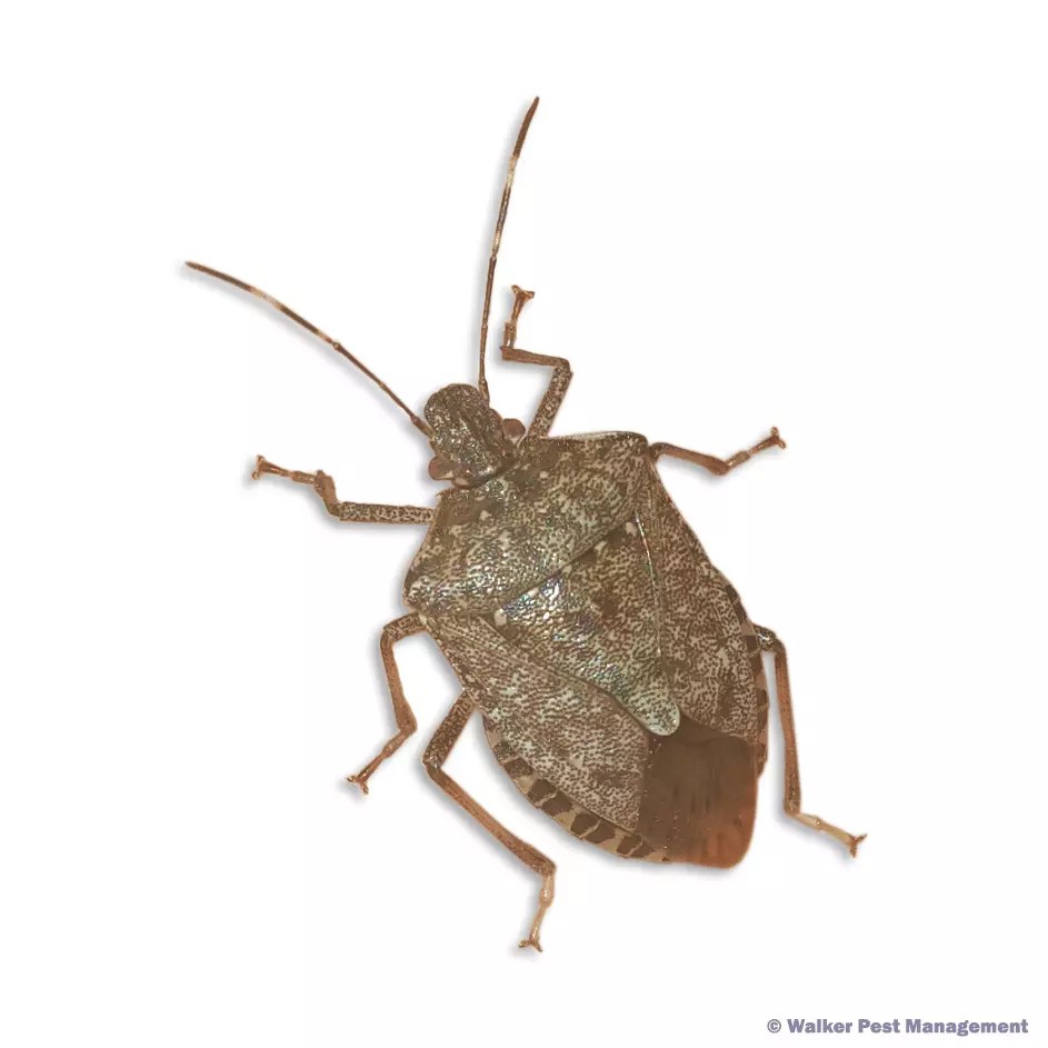 Pest Control Occasional Invaders Greenville SC Walker Pest