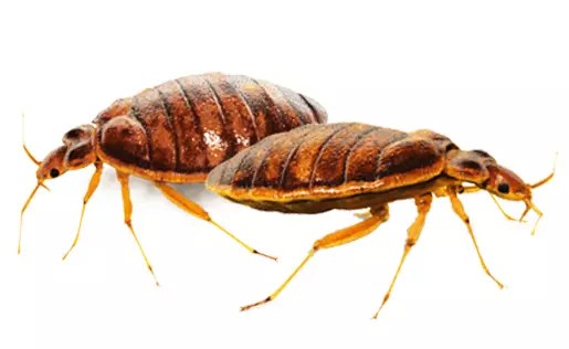 Bed bug myths