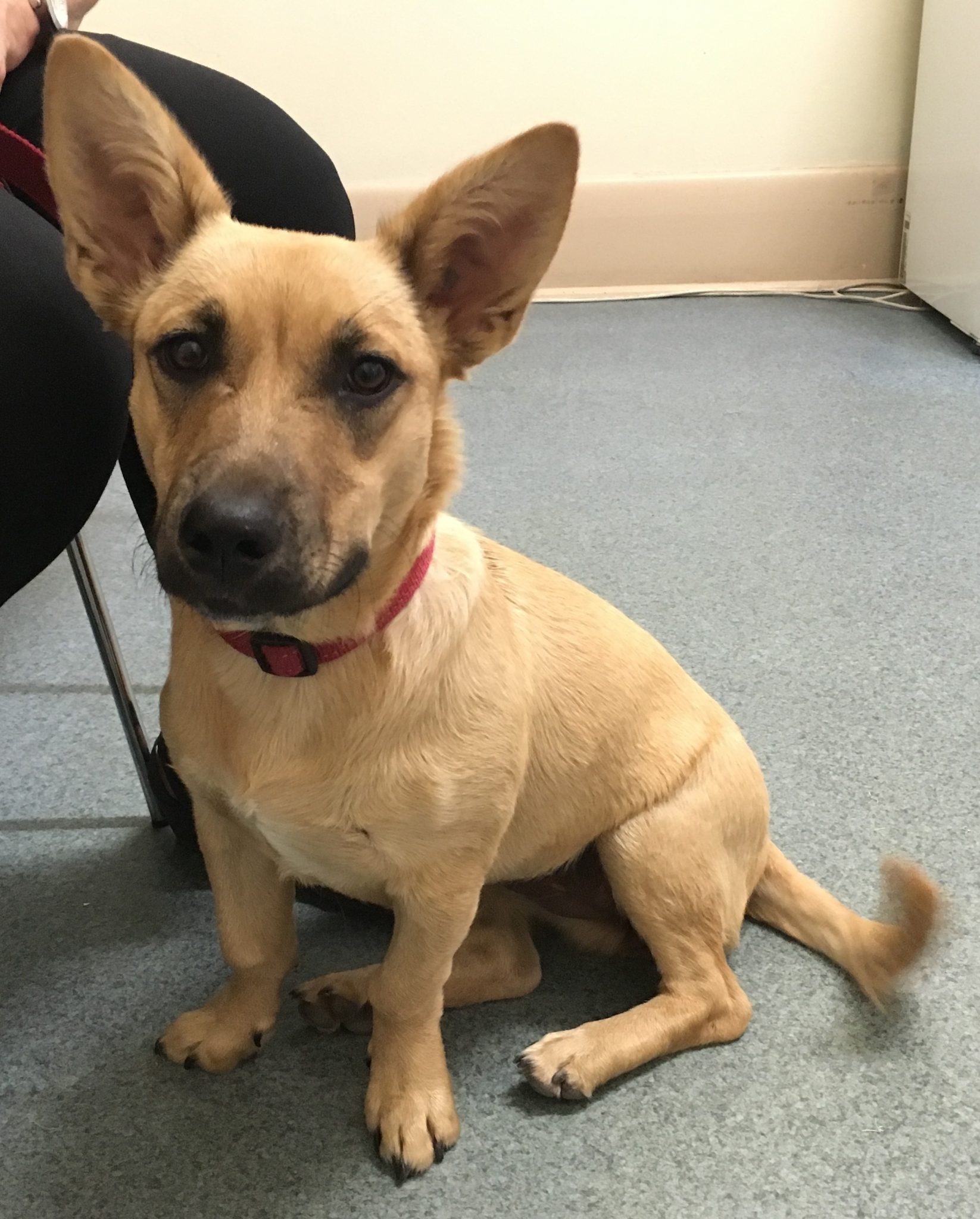 Staffy Cross Dogs Choosing A Rescue Dog Walkerville Vet