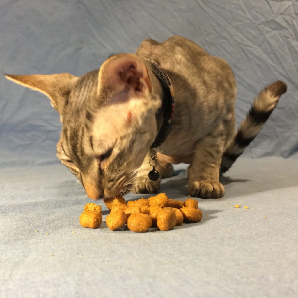 cat eating biscuits Walkerville Vet