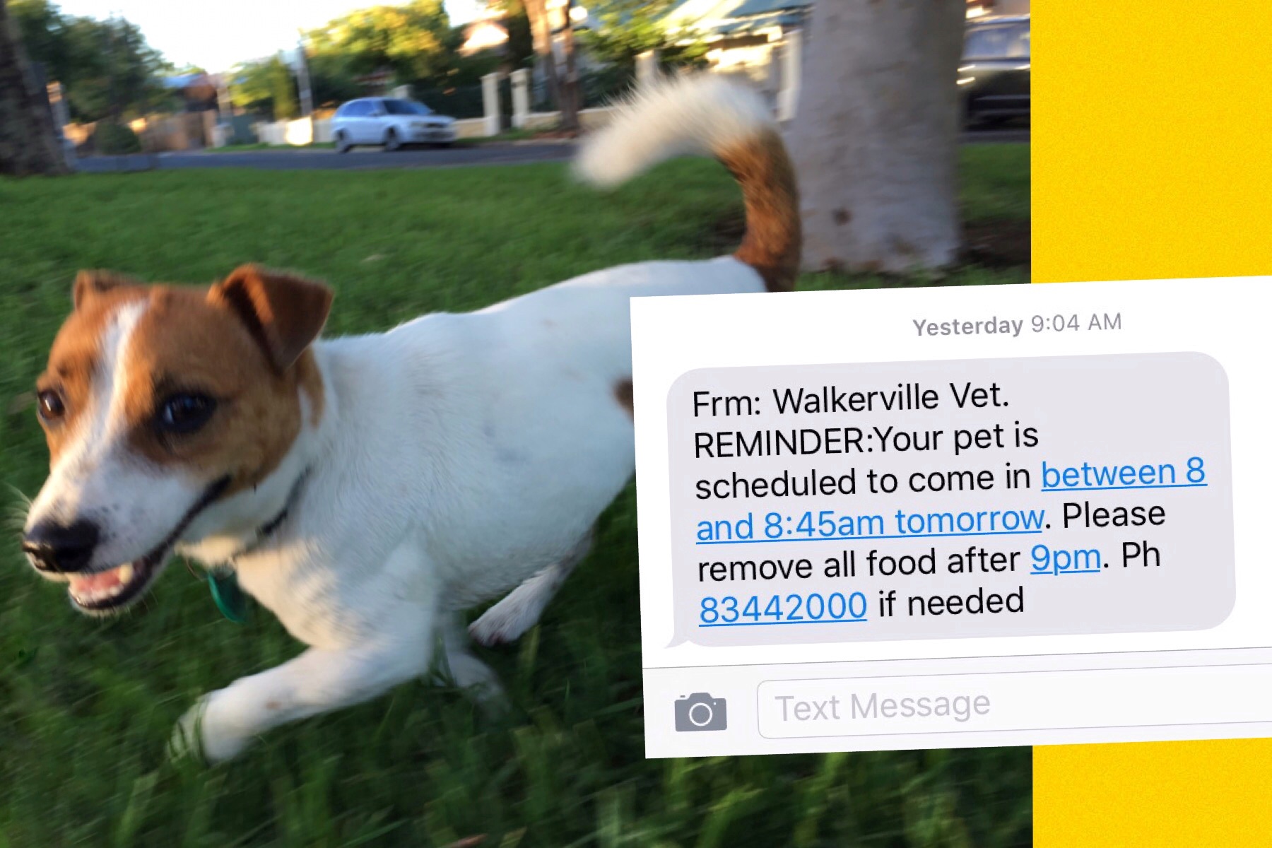 Before Pet Surgery Dog Cat Rabbit Ferret Rat Walkerville Vet