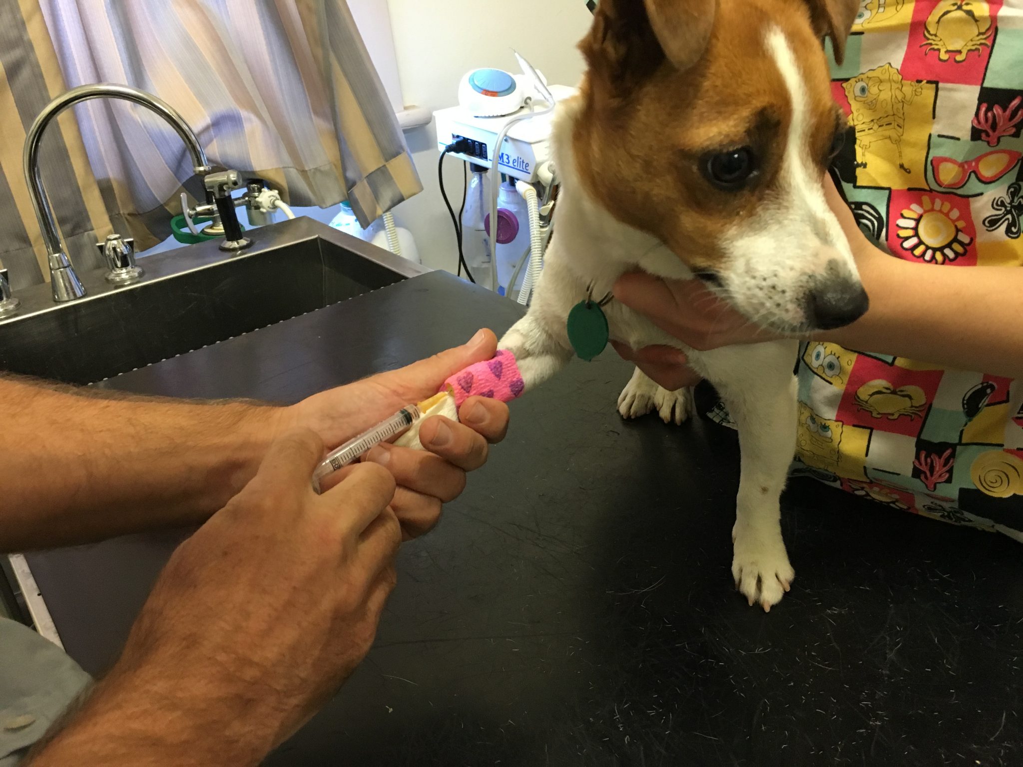 Intravenous Injection Dog