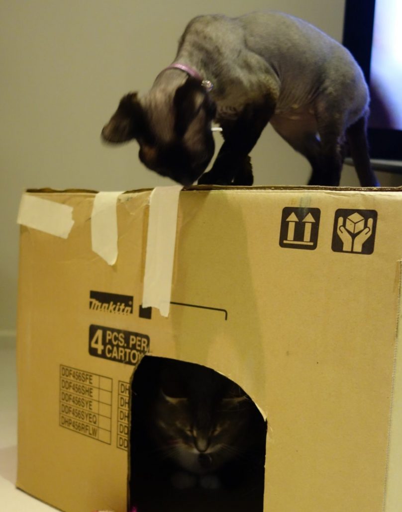 Keeping Indoor Cats Happy Cats Kept Inside Walkerville Vet