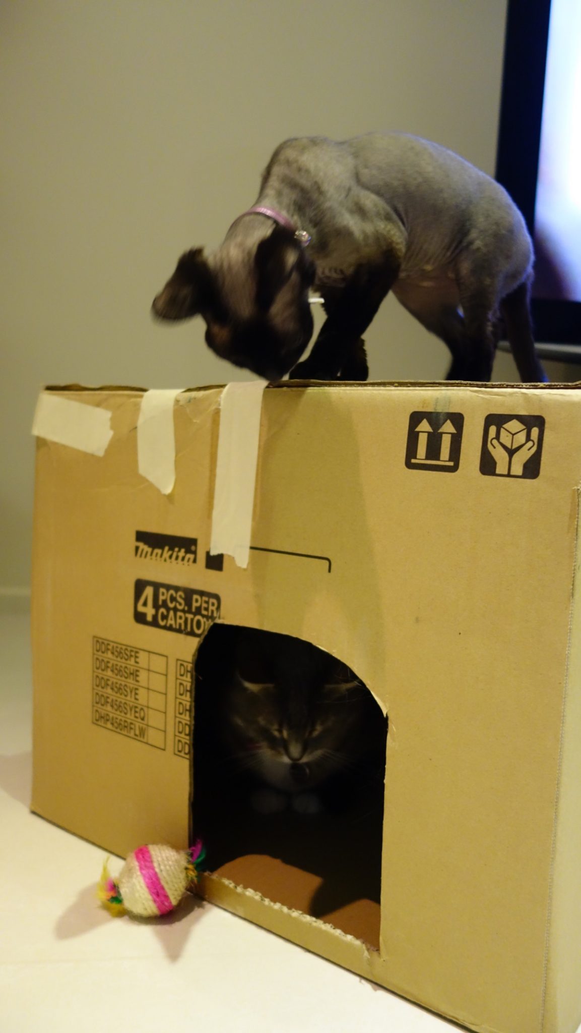 Keeping Indoor Cats Happy Cats Kept Inside Walkerville Vet