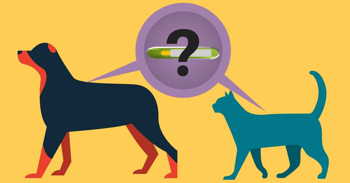 6 Times When Microchipping Won't Help Walkerville Vet