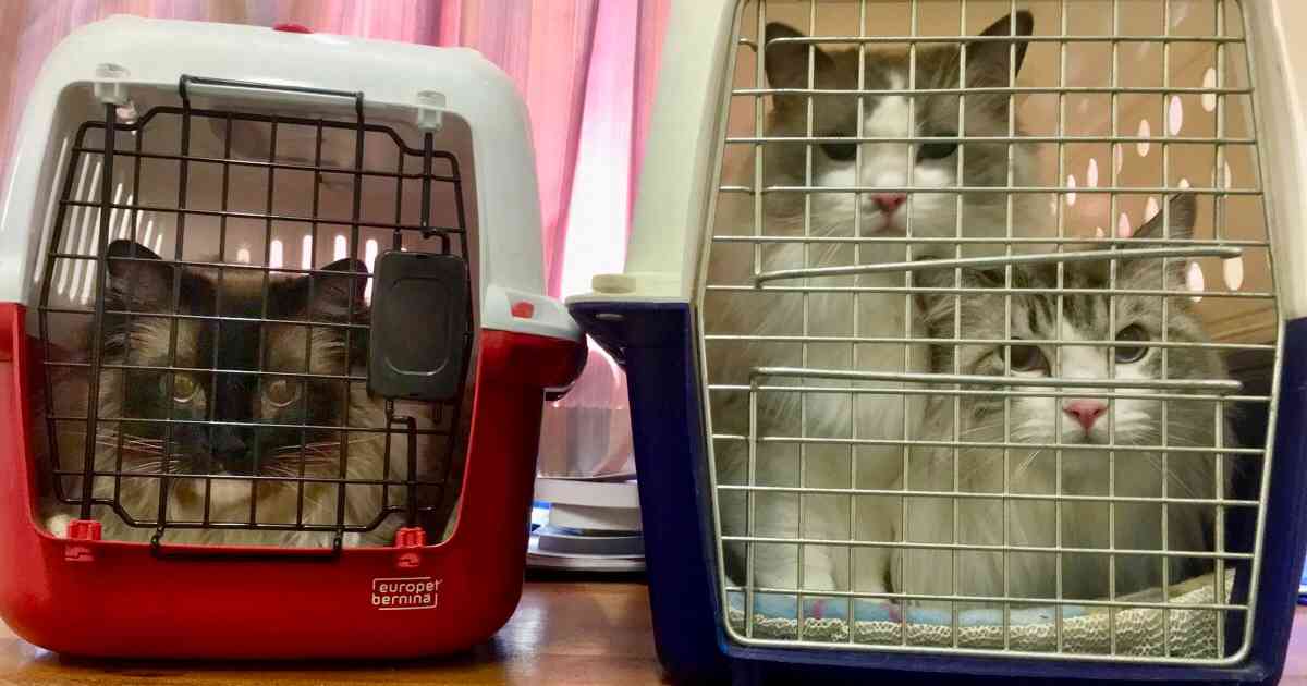 Buy A Good Cat Carrier! The Best Cat Boxes Walkerville Vet