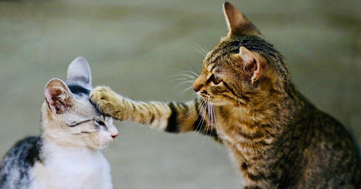 How To Get An Older Cat To Accept A Kitten Walkerville Vet