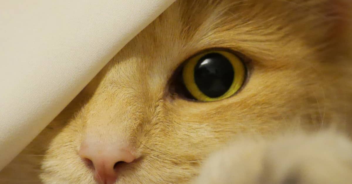 Cat Blindness Can Be Curable If You're Quick Walkerville Vet