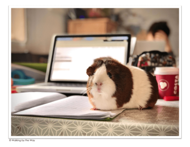 Encourage Writing with Pet Picture Writing Prompts Walking by the Way