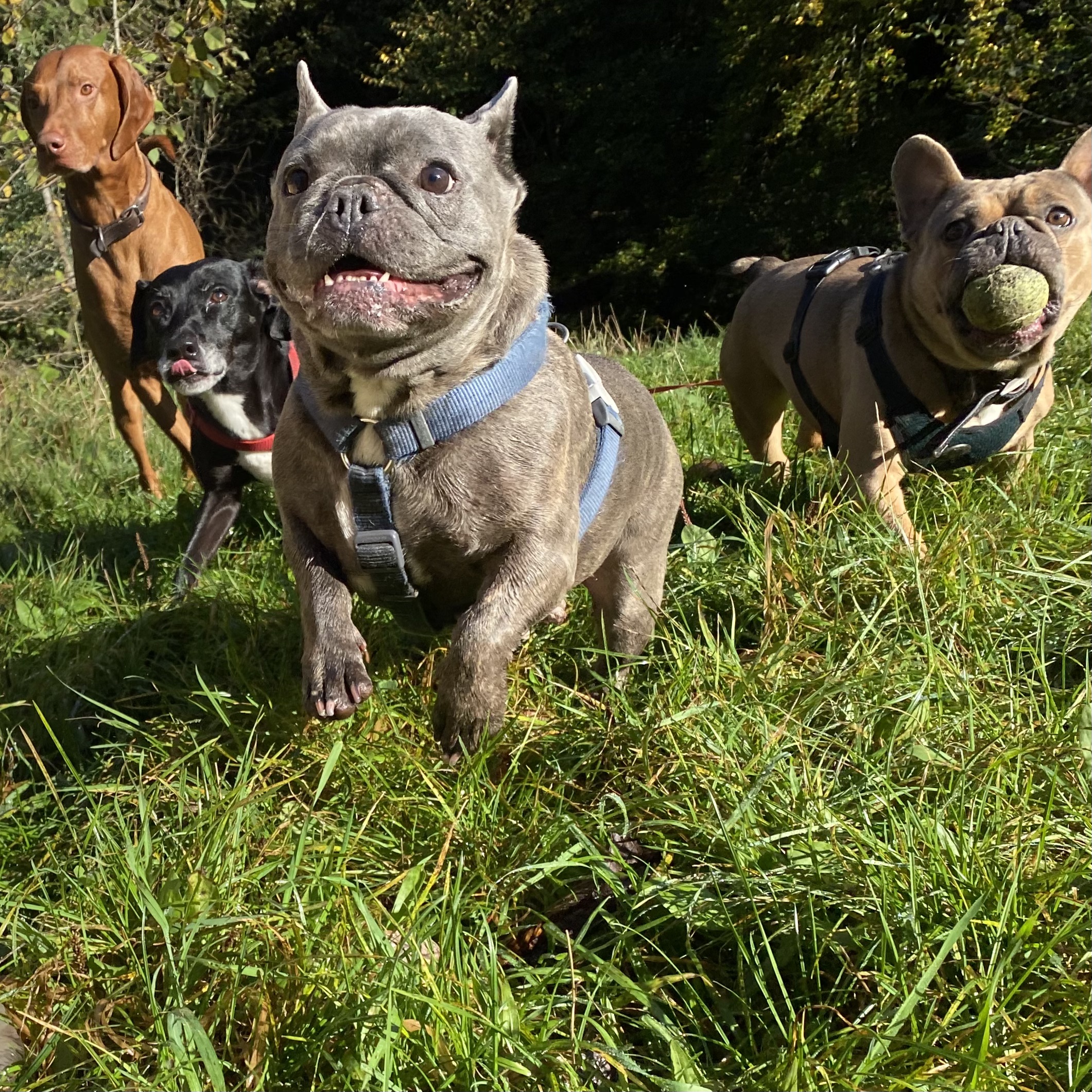 Do Dogs Walk On Their Toes