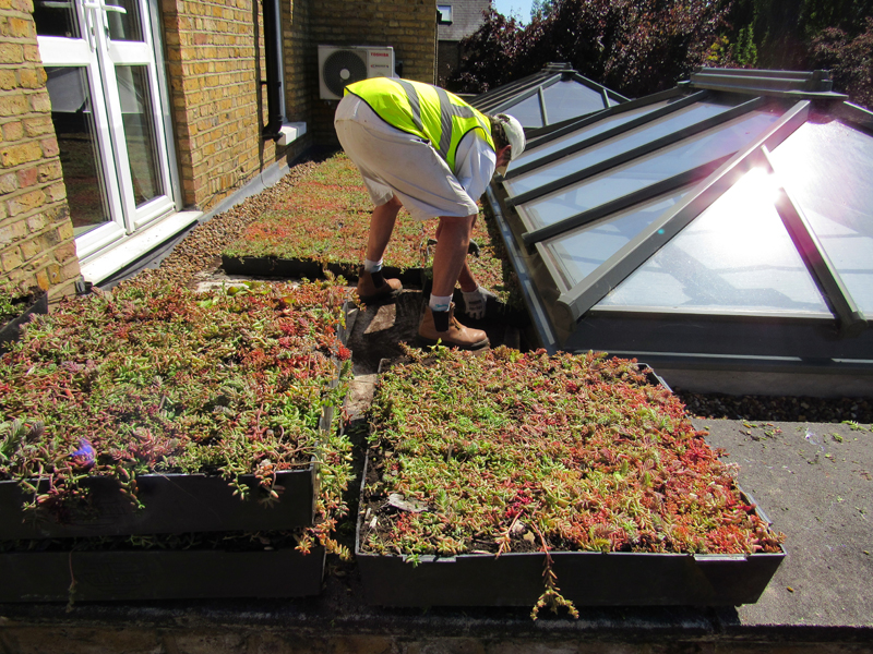 An image of a green roof installation on a house Wallbarn