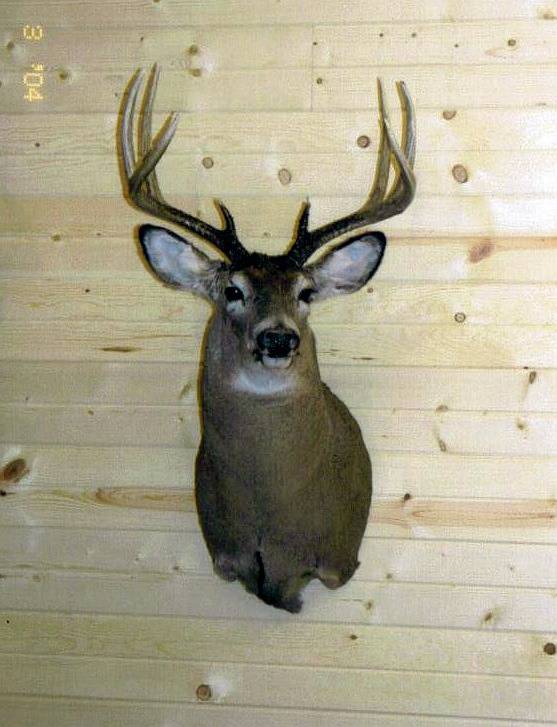 MN Taxidermist Shane Augeson at Wallhangers Taxidermy Studion in Lake