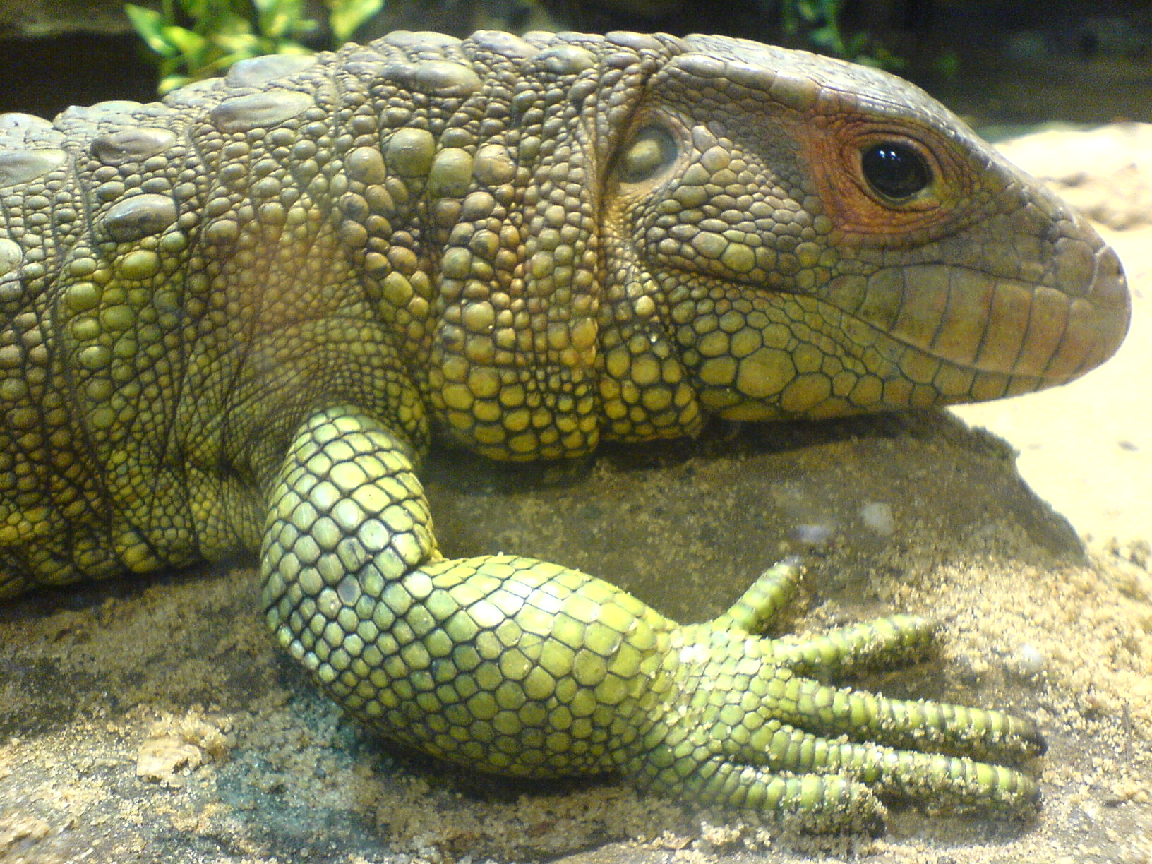 Tapeta ferda Wallpaper.cz