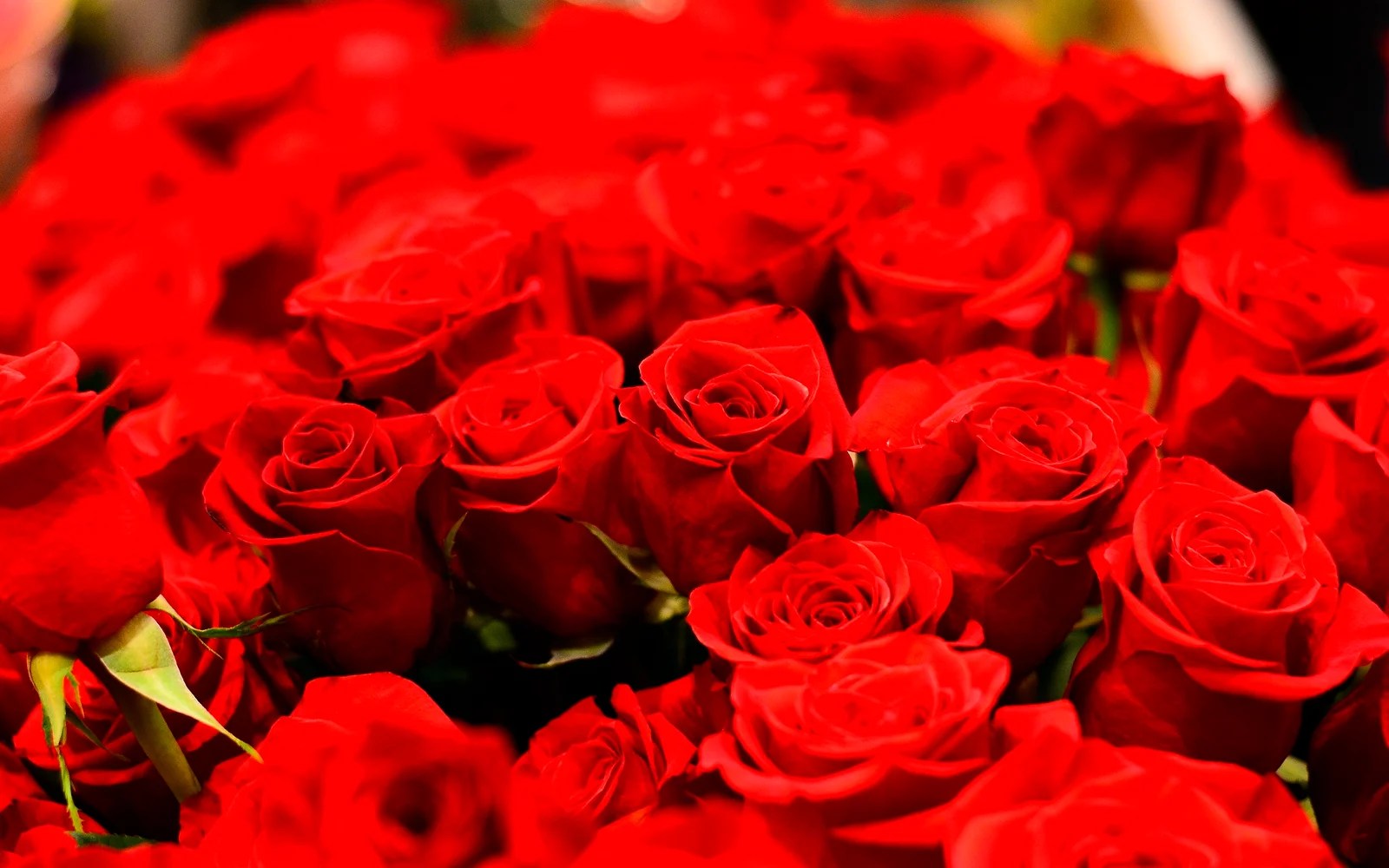 Red Roses For Valentines Day 7454