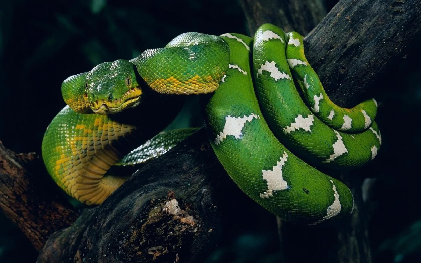 Green Python Rolled On Tree Wallpaper