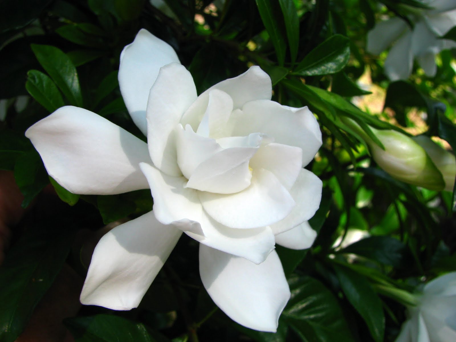 Gardenia HD Wallpapers