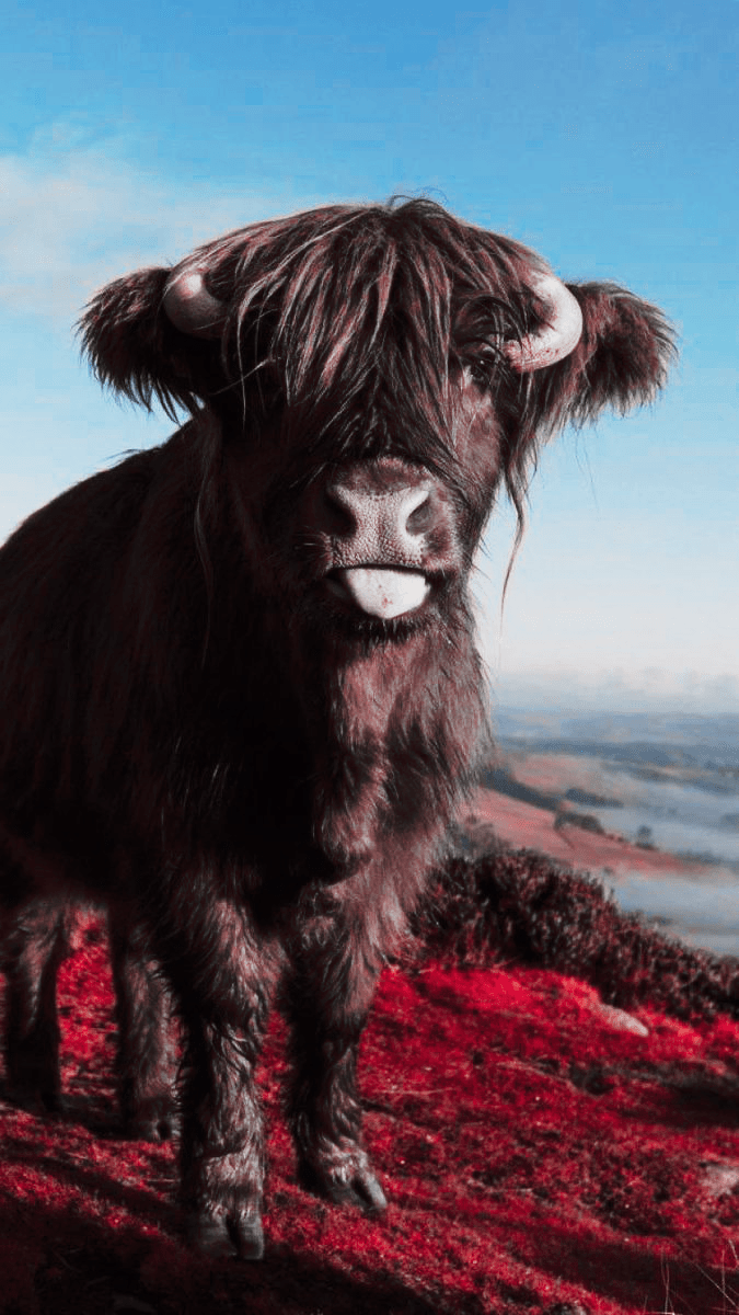 Highland Cow Wallpaper Wallpaper Sun