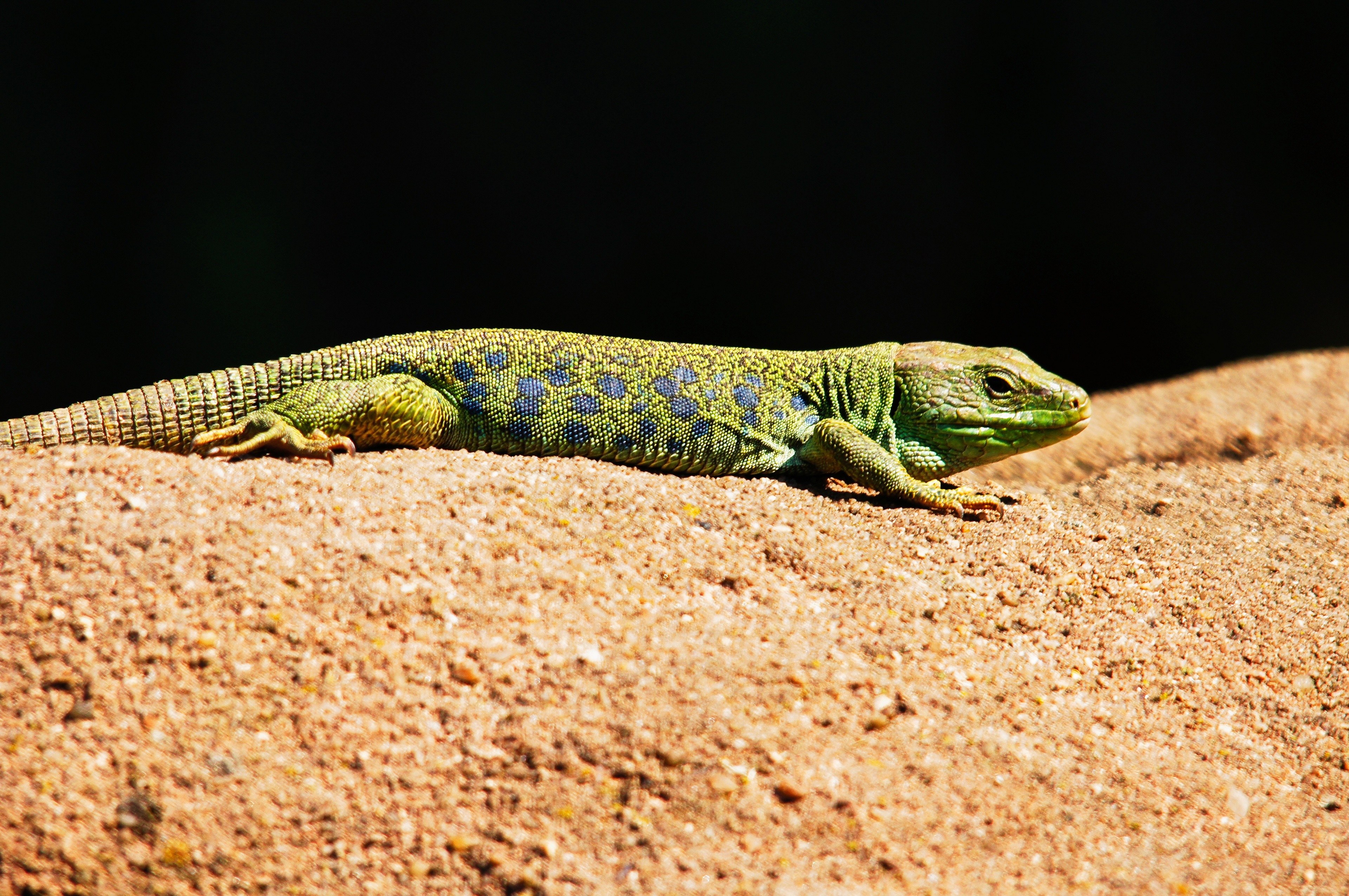 Lizard 4K Wallpaper HD Wallpaper Background