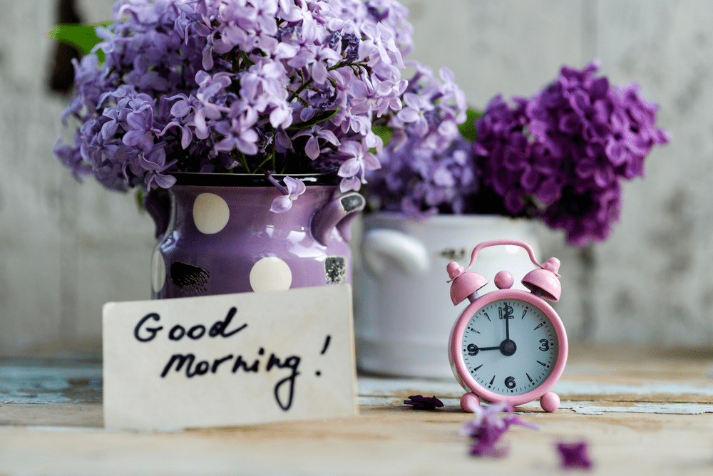 good morning wallpaper,lavender,purple,lilac,violet,flower (3014