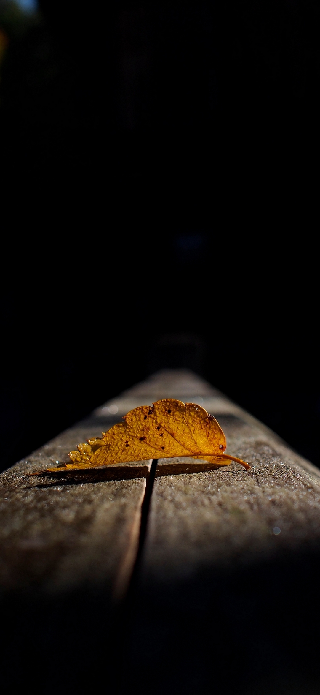 amoled wallpapers,still life photography,leaf,yellow,photography