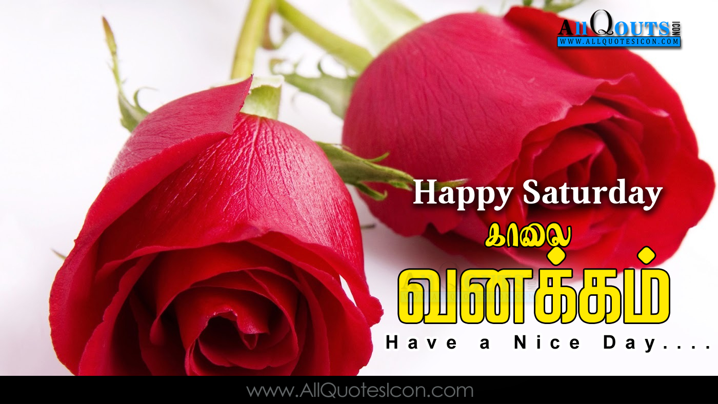 good morning hd wallpaper,flower,garden roses,petal,red,rose (47182