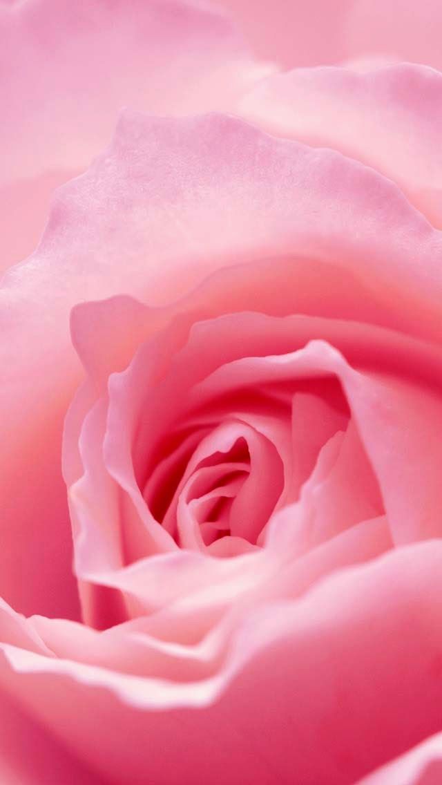 pink phone wallpaper,garden roses,pink,petal,rose,flower (76540