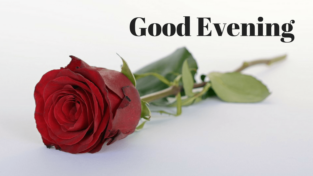 good evening rose wallpaper,garden roses,rose,flower,red,pink (856643