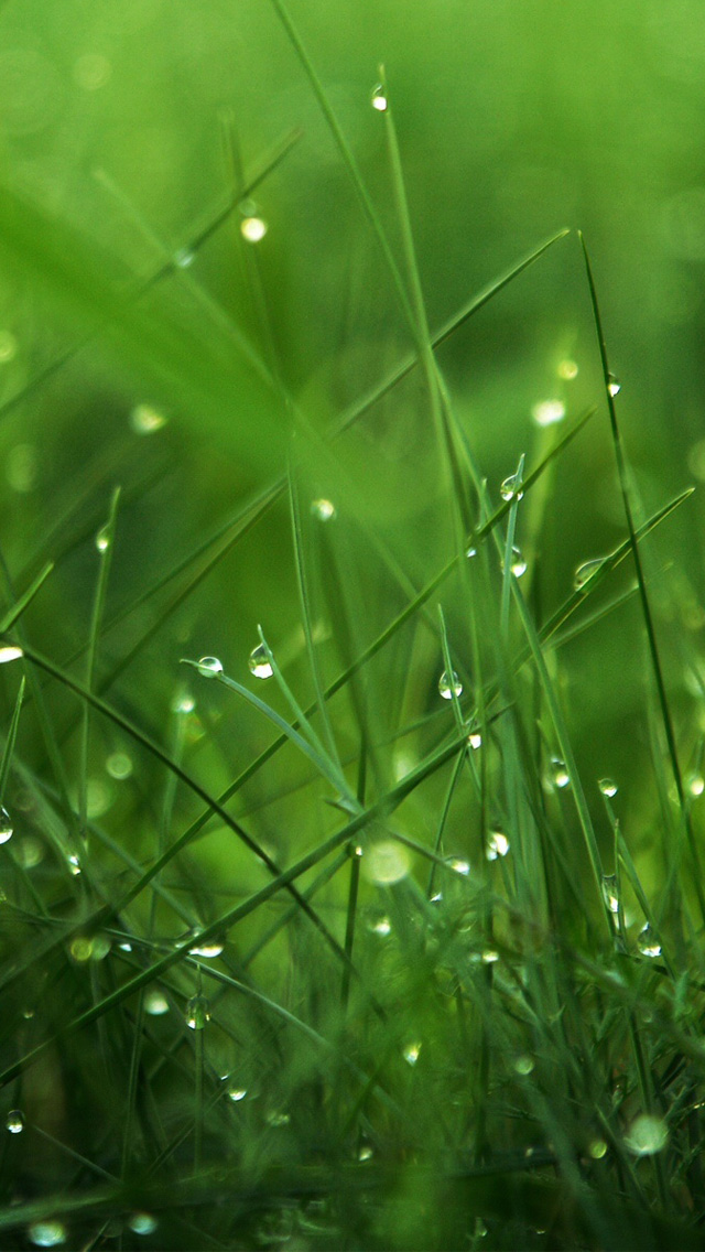 rain wallpaper iphone,green,water,grass,moisture,leaf (99360