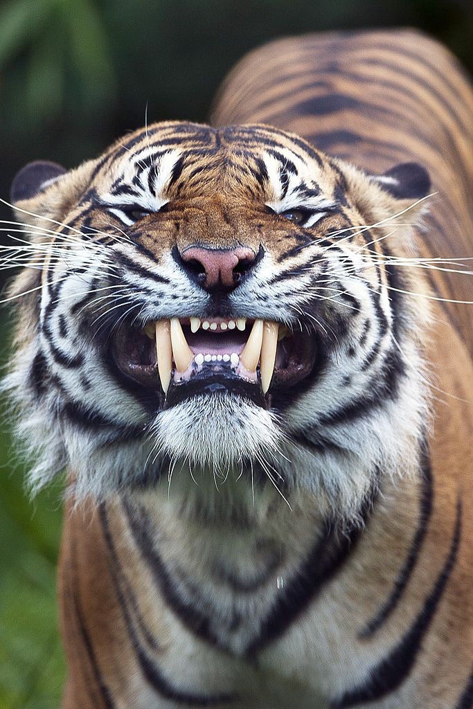 Tiger Android Wallpapers WallPics