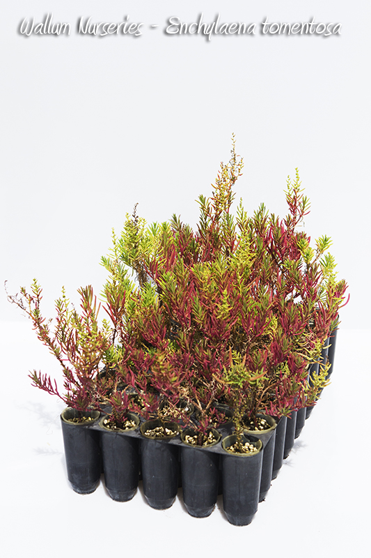 RUBY SALTBUSH Wallum Nurseries