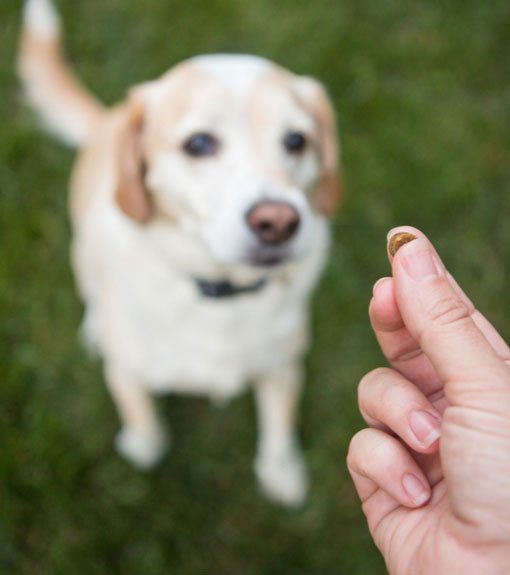 Long Island Basic Dog Training Program Board & Train Programs