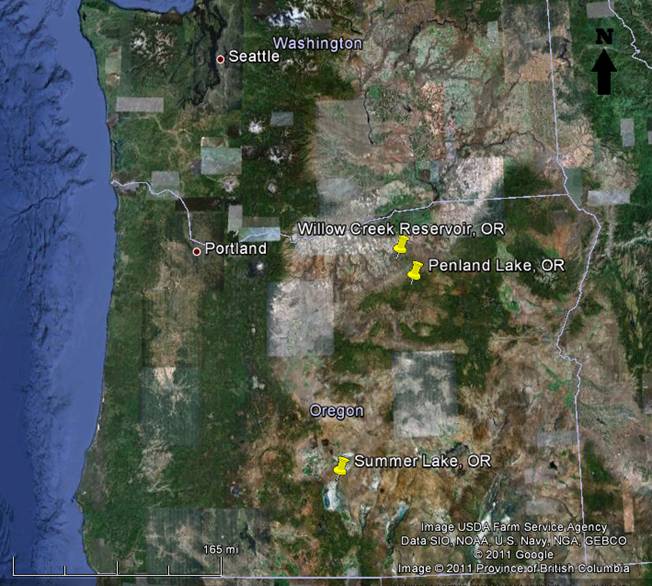 Observations on the appearance of brine flies at Willow Creek Reservoir