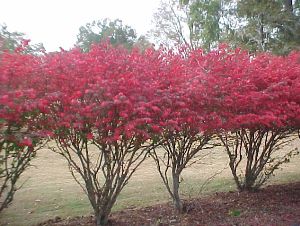 Burning bushes when pruned, they look much better. Burning Bush Euonymus | Walter Reeves: The Georgia Gardener