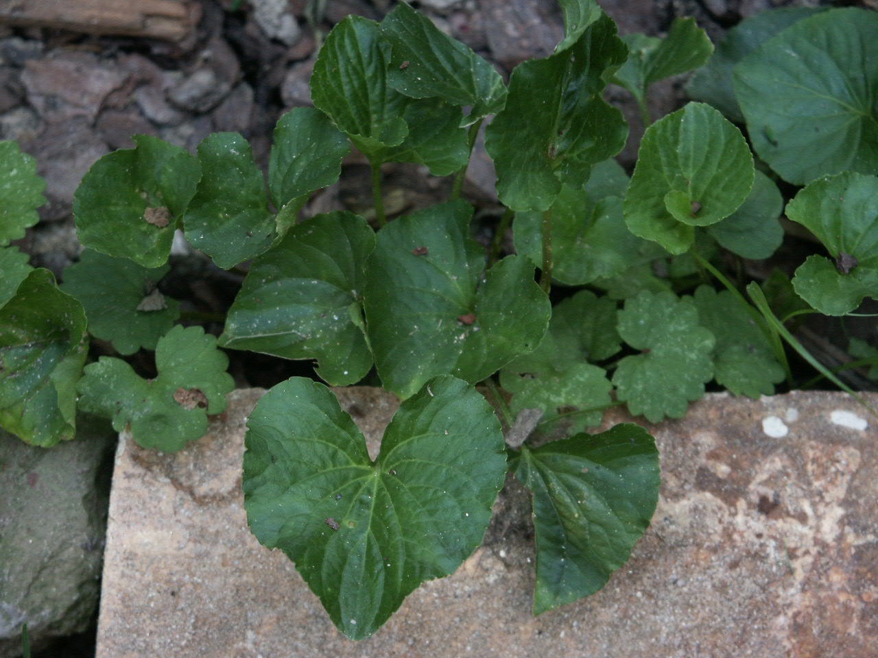 Violet Control in Lawns Walter Reeves The Gardener