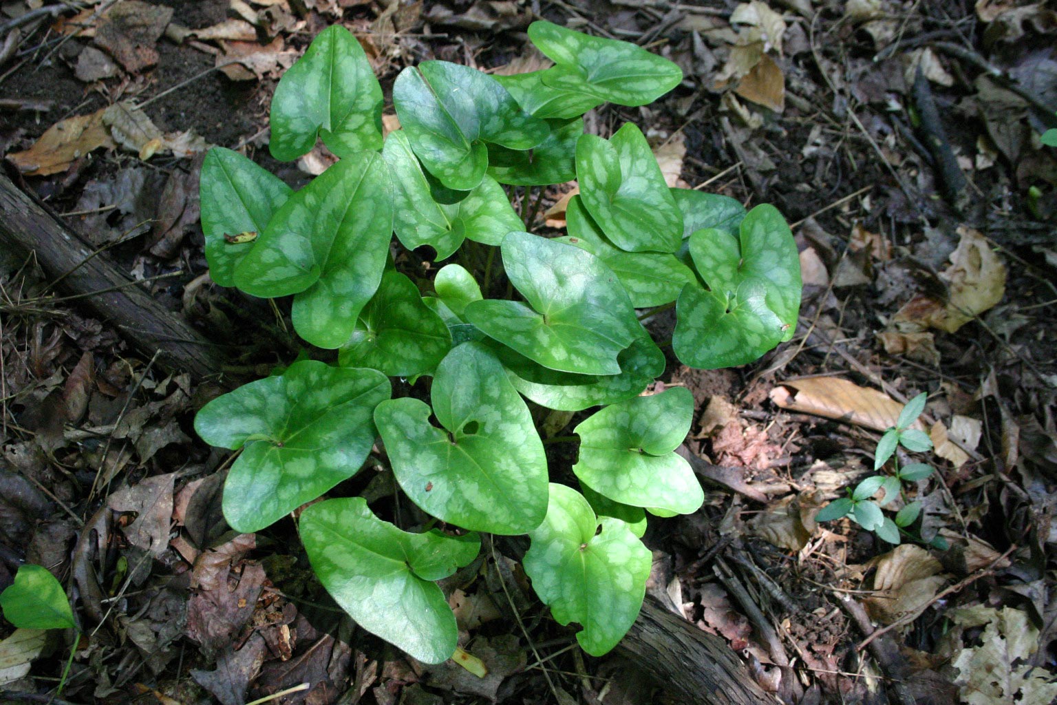 Wild Ginger Found in Woods Walter Reeves The Gardener