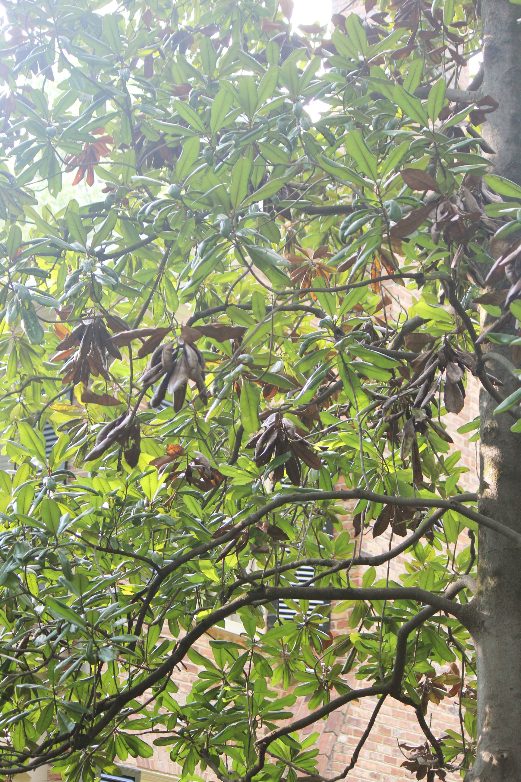 Magnolia Clusters of Leaves Turning Brown Walter Magnolia Clusters of Leaves Turning Brown Walter