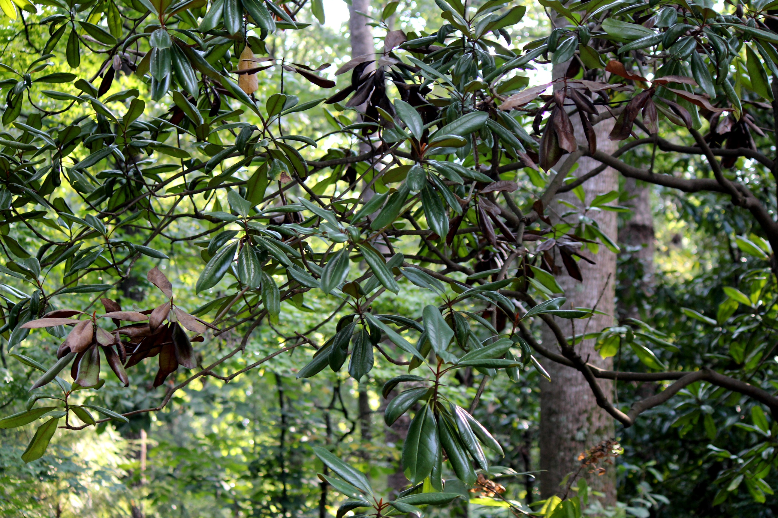 Magnolia Clusters of Leaves Turning Brown Walter Reeves The