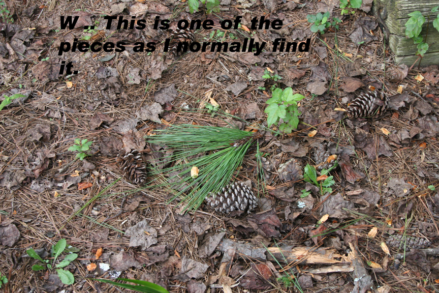 Pine Tree Clusters of Needles Falling Off Walter Reeves The