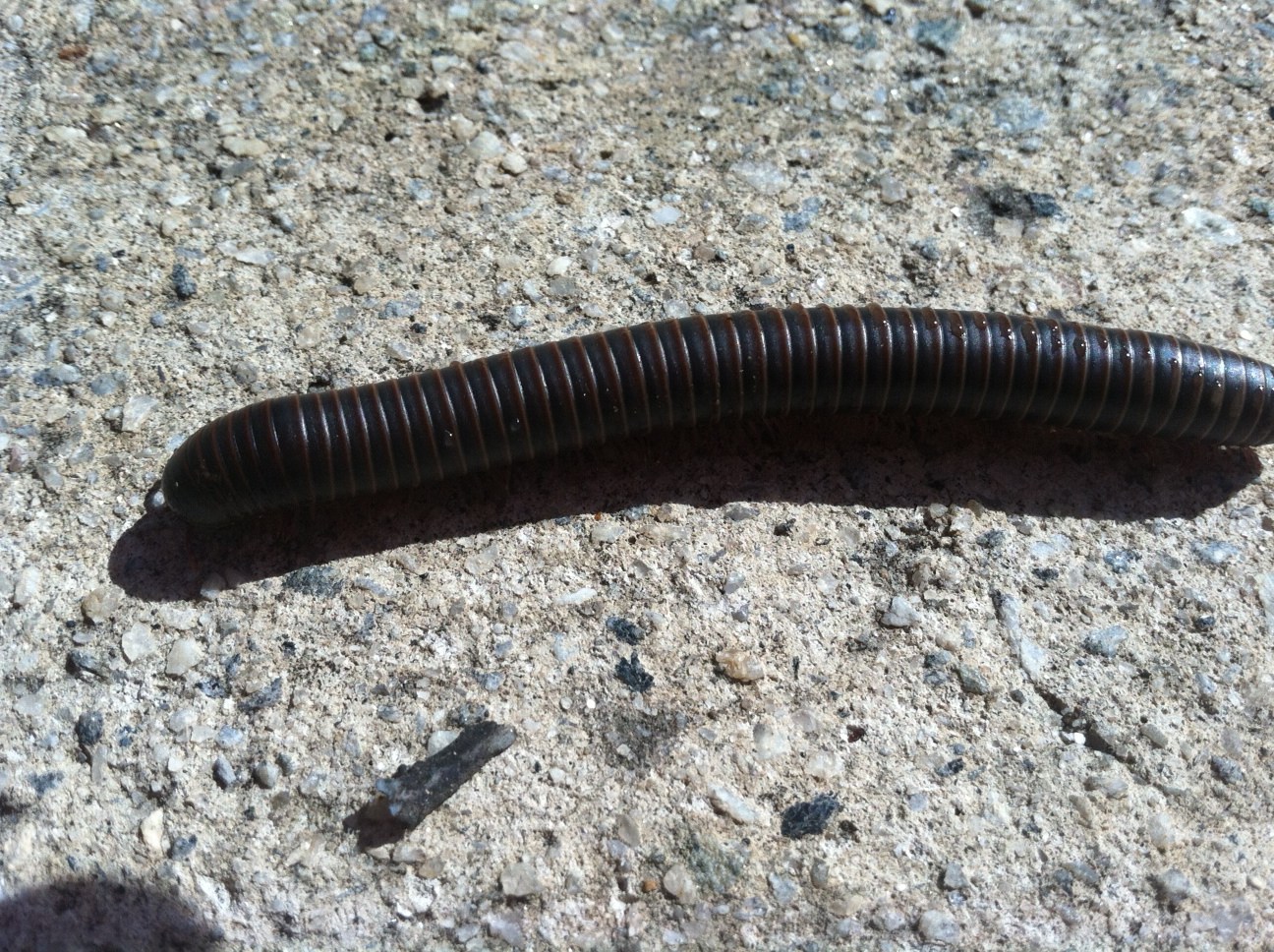 Millipedes Identification Walter Reeves The Gardener