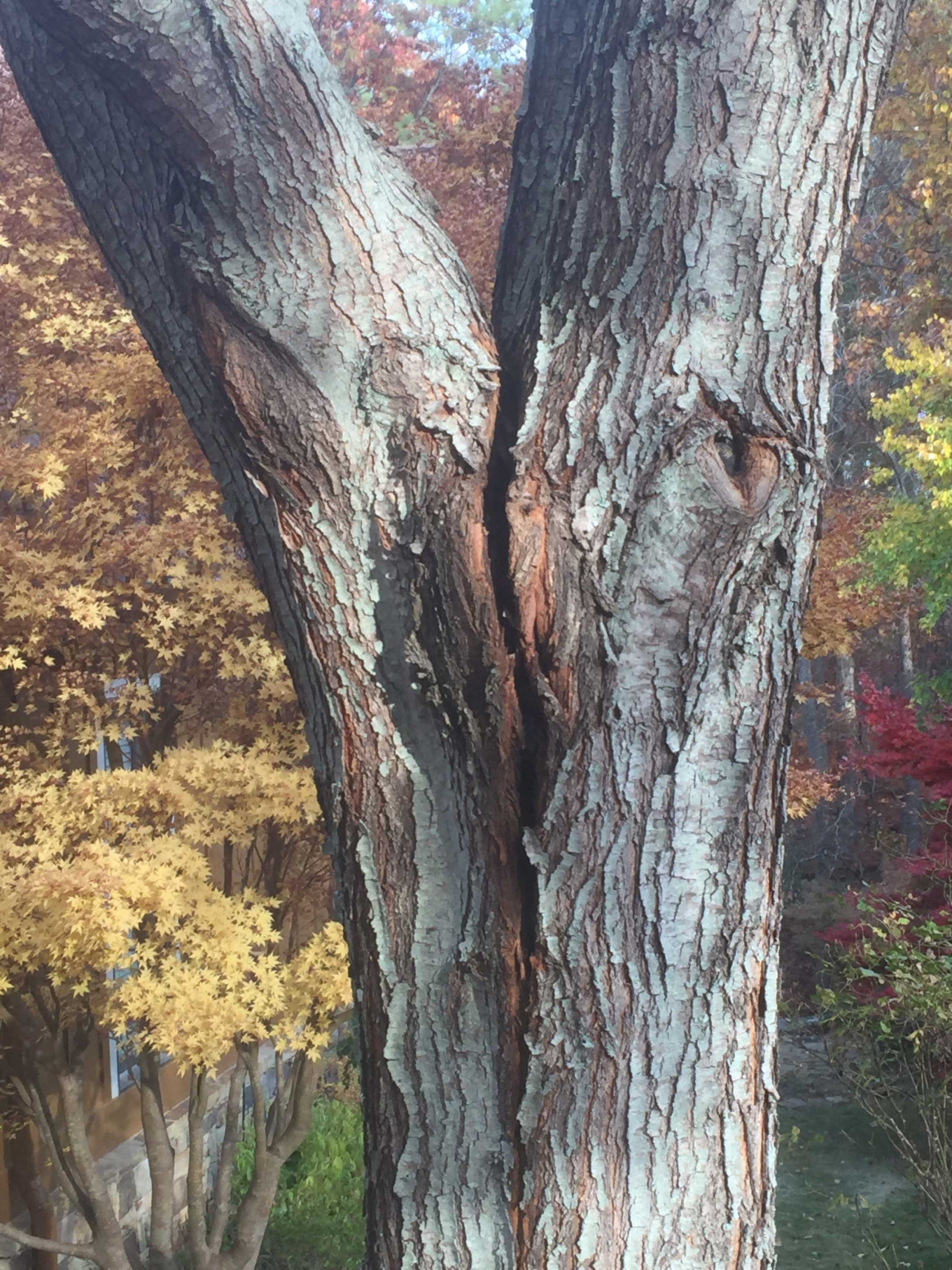 Tree Split Trunk Walter Reeves The Gardener