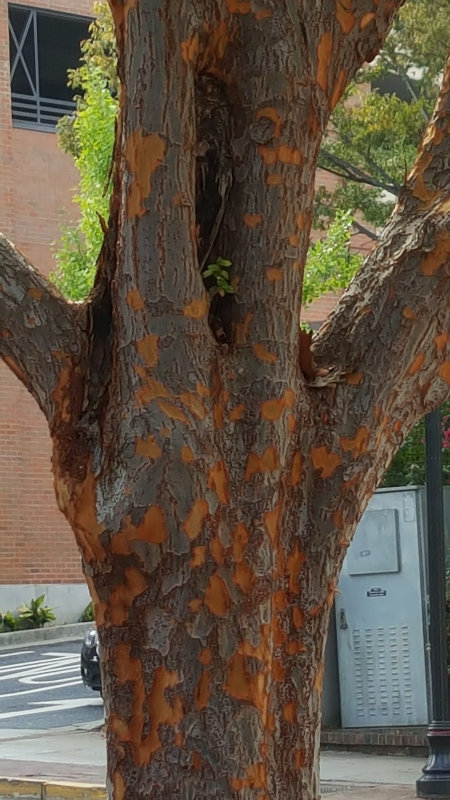 Lacebark Elm (Chinese Elm) Identification Walter Reeves The Gardener