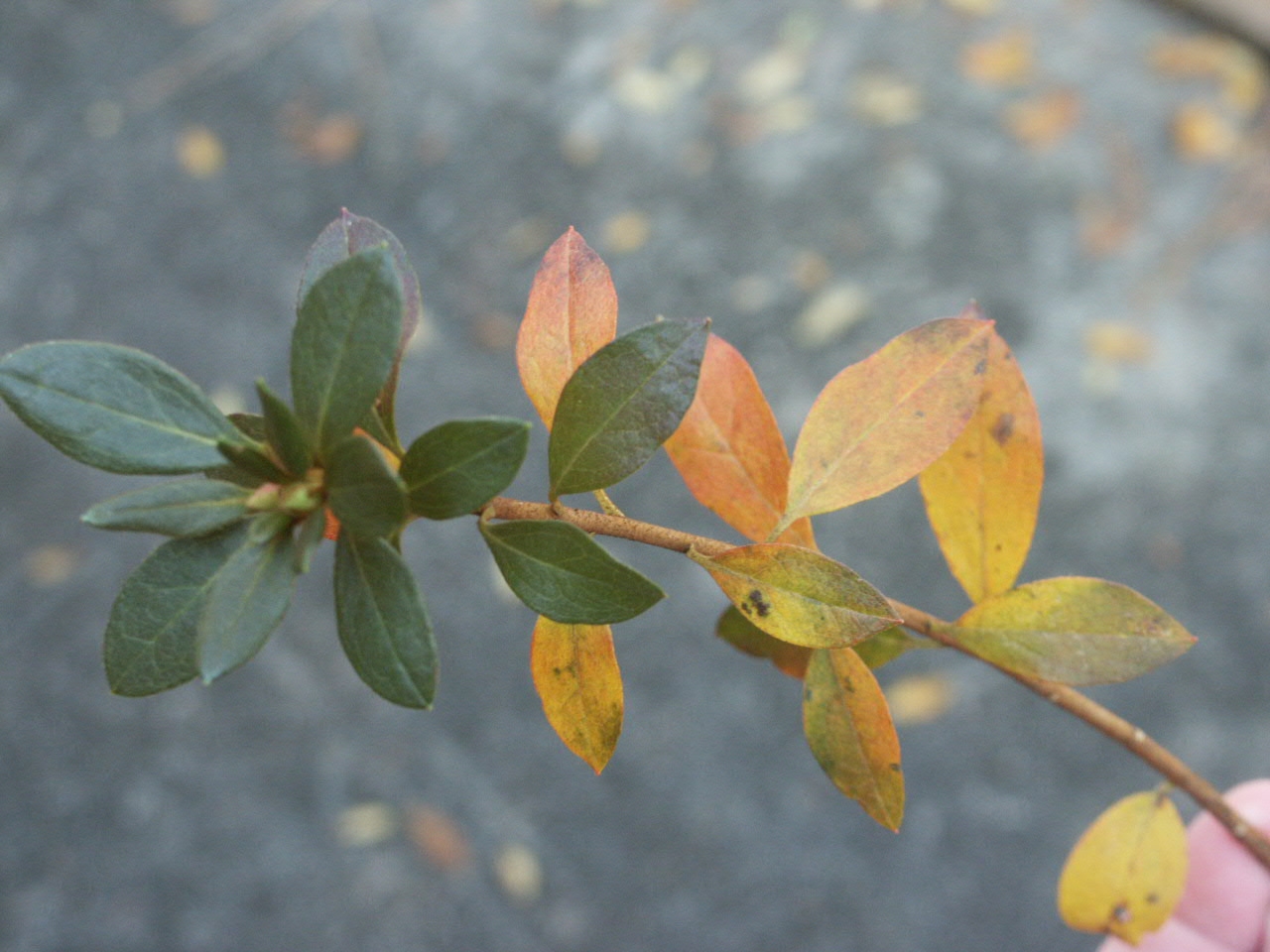 Gardenia Plant Leaves Turning Yellow