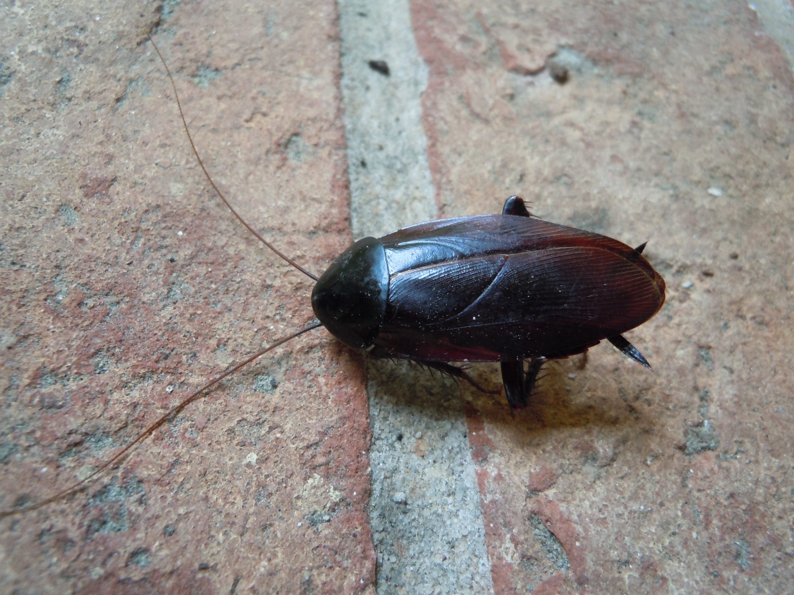 Palmetto Bug (Roach) Control Walter Reeves The Gardener