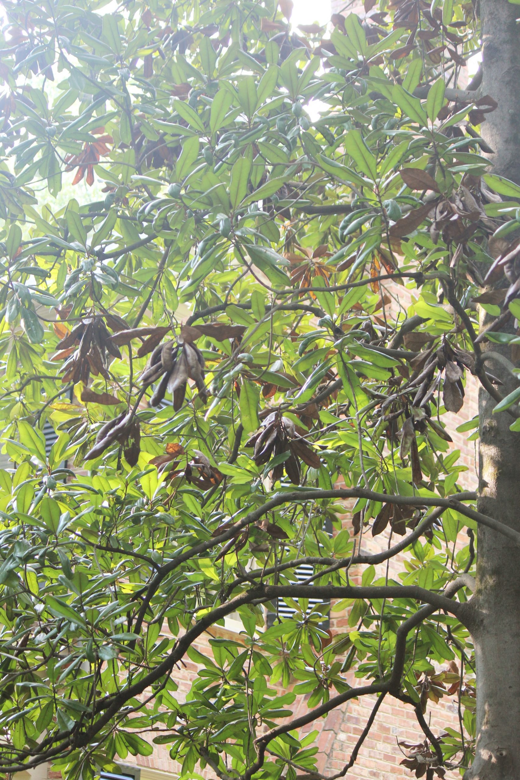 Brown Spots On Magnolia Leaves